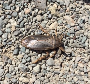 Giant Water Bug, Lethocerus americanus, by Ann Beckett