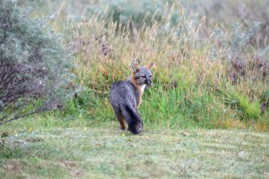 Gray Fox by John Batchelder (Large)