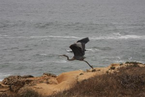 Great Blue Heron in flight by Marianne Rittenhouse (Medium)