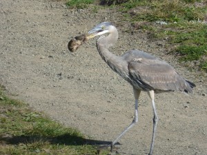 Great Blue Heron nabs a vole by Massomeh Roberts