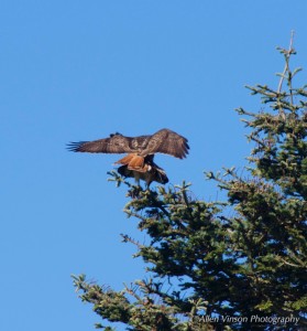 Mating Red-tailed Hawks by Allen Vinson