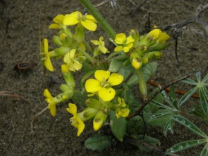 Menzies Wallflower - Erysimum menziesii ssp. menziesii - by Peter Baye