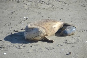 Mother Harbor Seal looks at her pup being born by Barbara Thrush