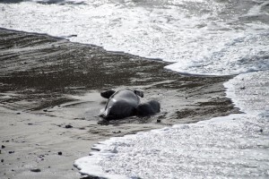 Newborn Harbor Seal Pup nursing by Allen Vinson