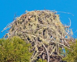 Osprey nest by Craig Tooley
