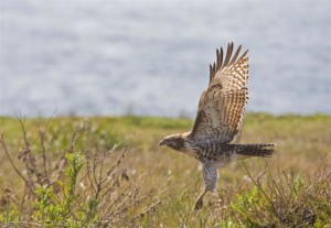 Red-Tailed Hawk, The Sea Ranch