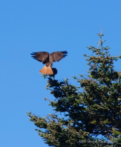 Red-tailed Hawks beginning to mate by Allen Vinson