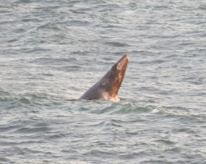 Saying Hello - a Gray Whale by Robert Scarola