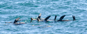 Sea Lions rafting by Paul Brewer