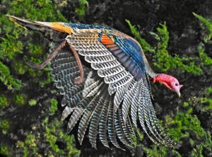 Siegfried's Wild Turkey flying out of a hedgerow by Siegfried Matull