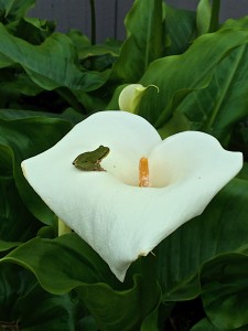 Sierran Treefrog on a Calla Lily by Richard Kuehn