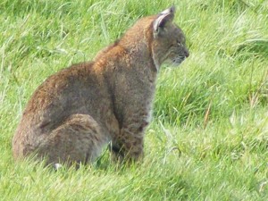 Sleepy Bobcat by Ferne Fedeli