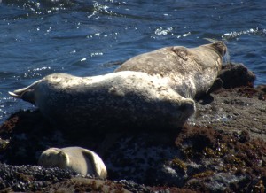 Sunday Afternoon Snooze in the Sun - Harbor Seals by Robert Scarola