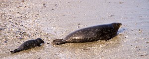 The first Harbor Seal pupof 2015 is born by Allen Vinson