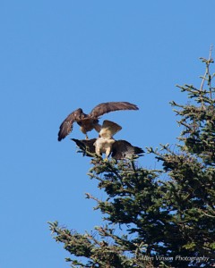 Time for the male Red-tailed Hawk to leave by Allen Vinson