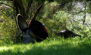 Tom Turkey displaying for a hen by Cathleen Crosby