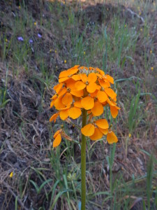 Wallflowers, Erysimum capitatum, by Peter Baye