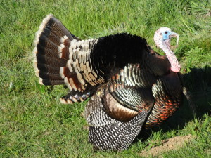 Wild Turkey in full regalia by Jon Loveless