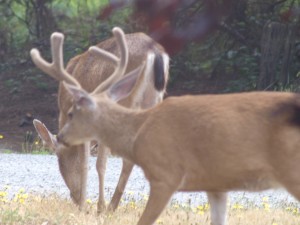 A Buck in velvet by Jeff Watts