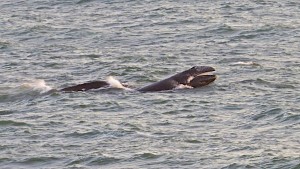 A Gray Whale calf shows its baleen with mom close behind by Richard Kuehn