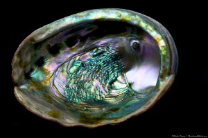 Abalone shell by AUG Craig Tooley