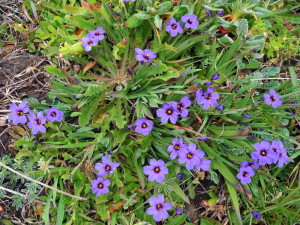 Blue-eyed Grass, Sisyrinchium bellum, by Mary Sue Ittner