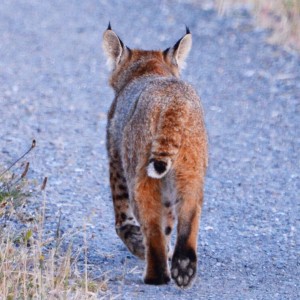 Bobcat heads on out by Peter Cracknell