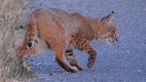 Bobcat hunting by Peter Cracknell