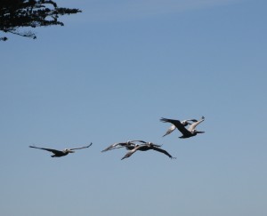 Brown Pelicans are appearing by Richard Hansen