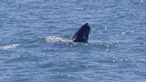 CA Gray Whale calf spyhopping by Richard Kuehn