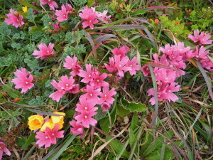 Checker Mallow, Sidalcea malvaeflora, by Mary Sue Ittner