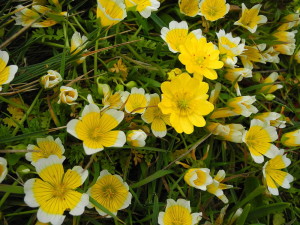 Common Meadowfoam, Limnanthus douglasii, by Mary Sue Ittner