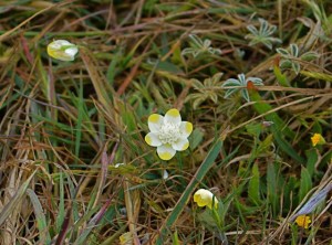 Cream cups, Platystemon californicum, by Kate Gelles