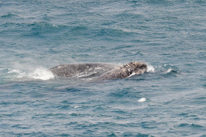 Gray Whale mother with her calf by Ken Bailey