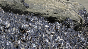 Low Tide at Shell Beach - thousands of Mussels by Mark Simkins
