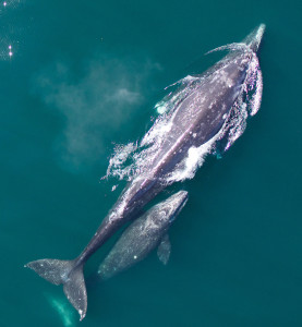 NOAA hexacopter photo of a mother Gray Whale and her calf, courtesy of Wayne Perryman