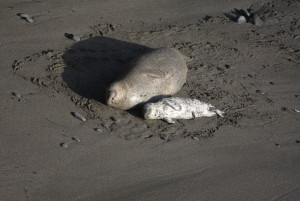 Not a care in the world, a Harbor Seal pup with its mother by Peter Cracknell