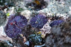 Sea Urchins by Craig Tooley