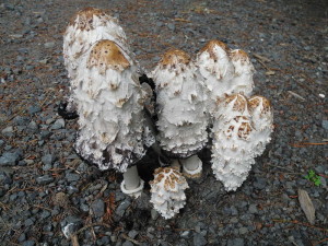 Shaggy Manes by Mary Sue Ittner