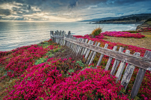 Spring flowers and a dramatic sky by Paul Kozal