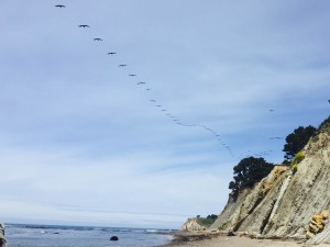 Squadron of Brown Pelicans by Margaret Lindgren