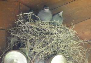 Steller's Jay chicks by Jeanne Jackson