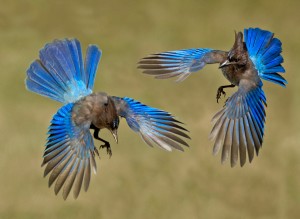 Steller's Jays by Siegfried Matull 3