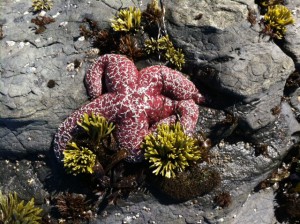 Summer Cheerleader - an Ochre Sea Star by Noel Olson