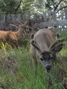 Two Young Bucks by Christina Chapman