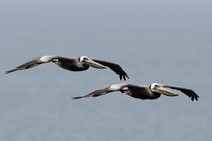 Two adult Brown Pelicans by Ken Bailey