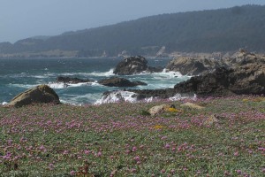 Wildflowers at Salt Point State Park by Carolyn Sharp