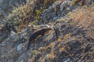 A River Otter climbing a bluff by Michael Reinhart