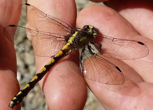 A Western Flying Adder Dragonfly rests by Darrell Paige