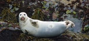 A happy Harbor seal by Allen Vinson